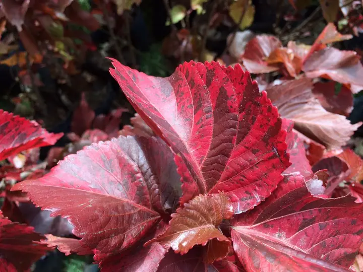 Copper leaf acalypha foliage