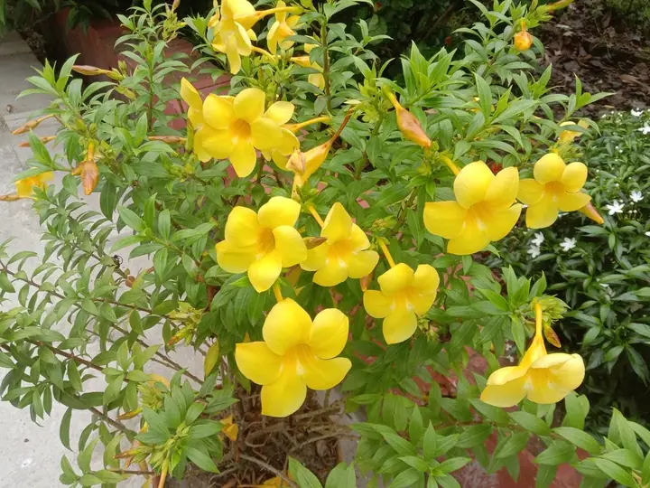 Yellow allamanda flowers
