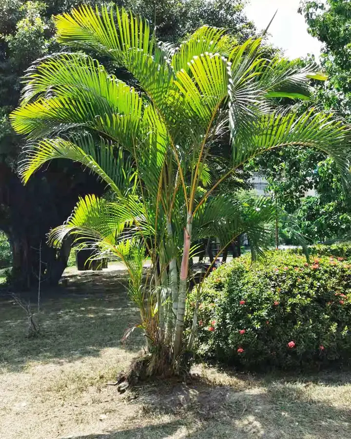 Areca palm fronds
