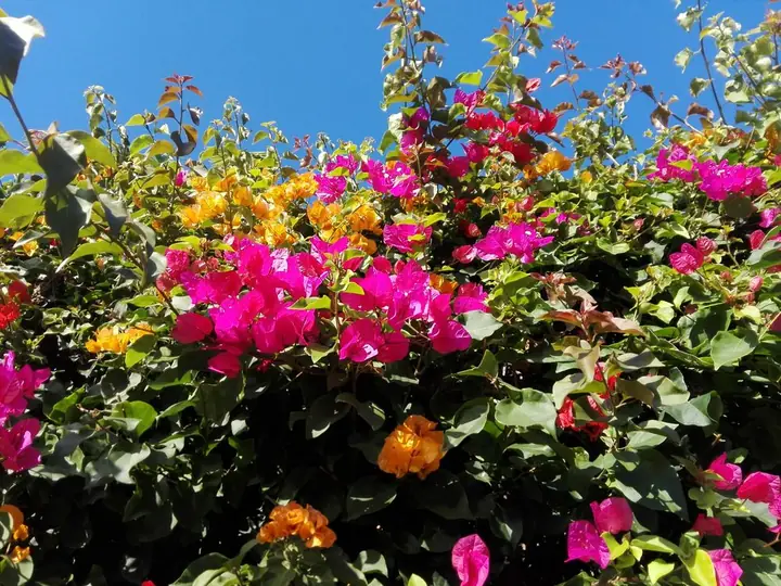 Bright bougainvillea flowers