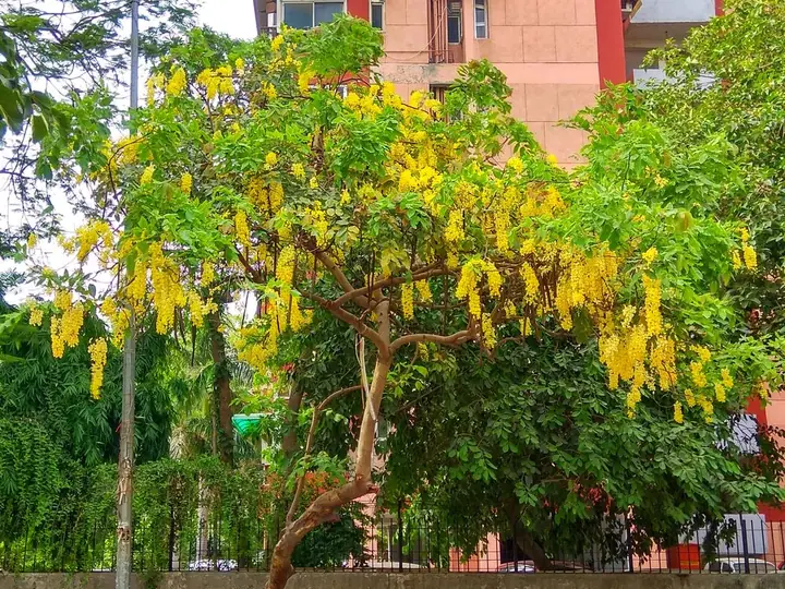 Golden shower tree in flower
