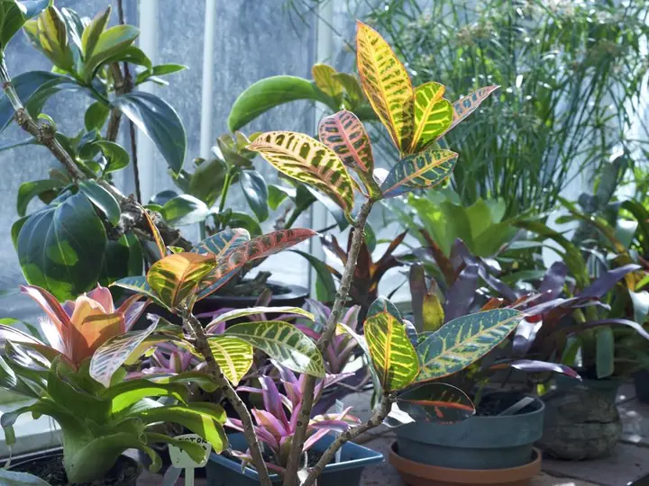 Colourful croton leaves