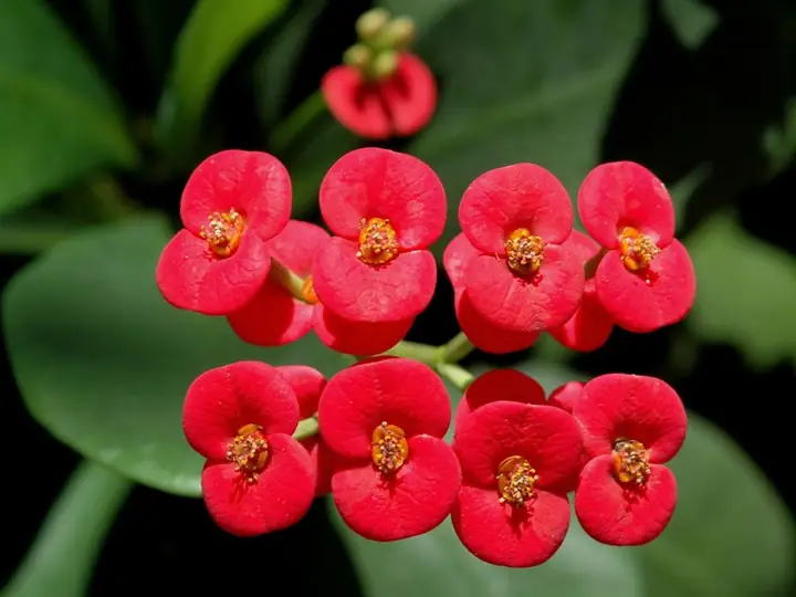Crown of thorns in flower