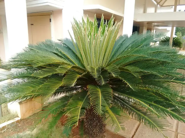 Cycas sago palm
