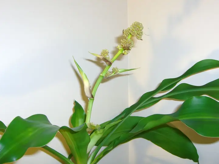 Dracaena fragrans leaves