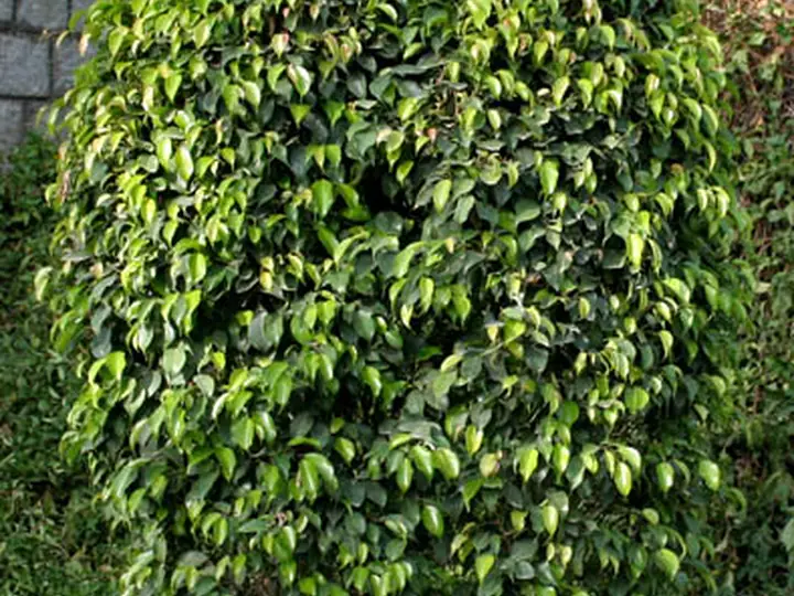 Weeping fig hedge