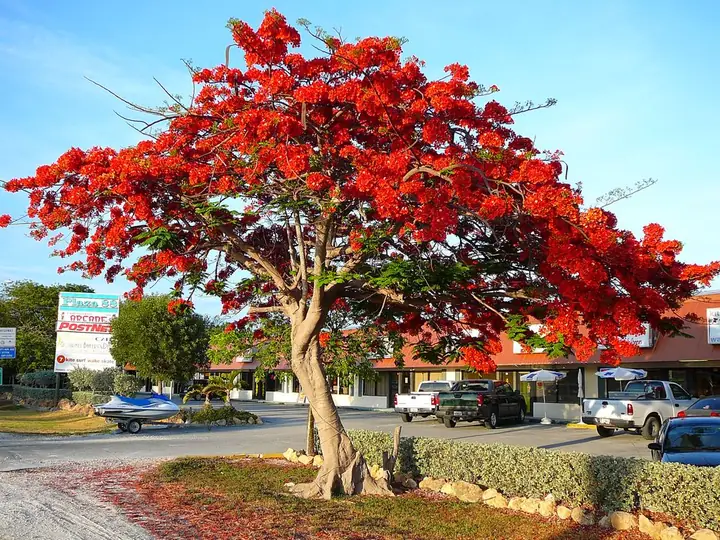 Flamboyant tree in red bloom