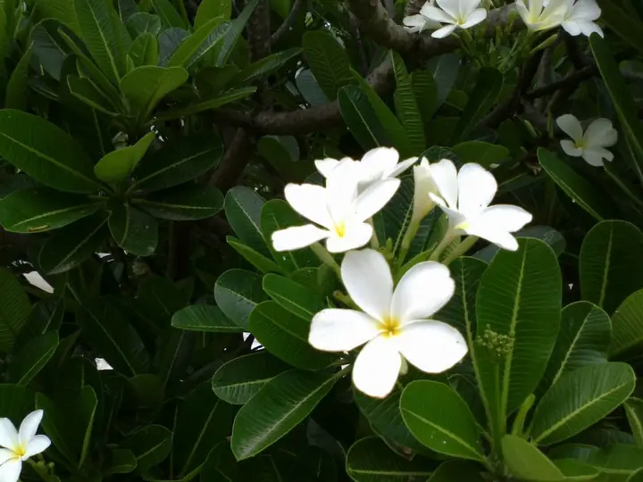 Frangipani flowers