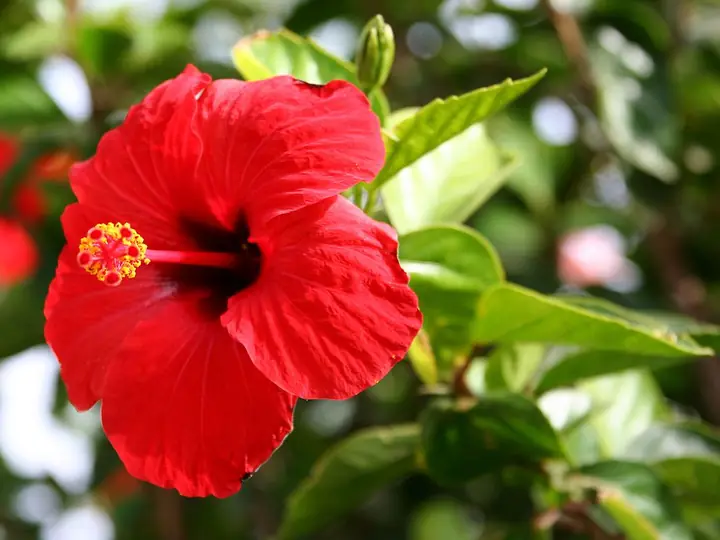 Red hibiscus flower