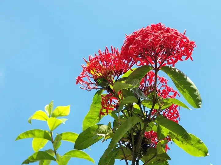 Ixora in bloom