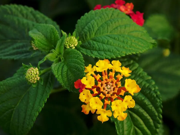 Multicoloured lantana flowers