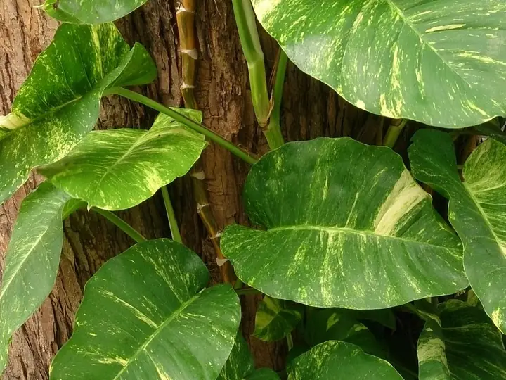 Golden pothos leaves