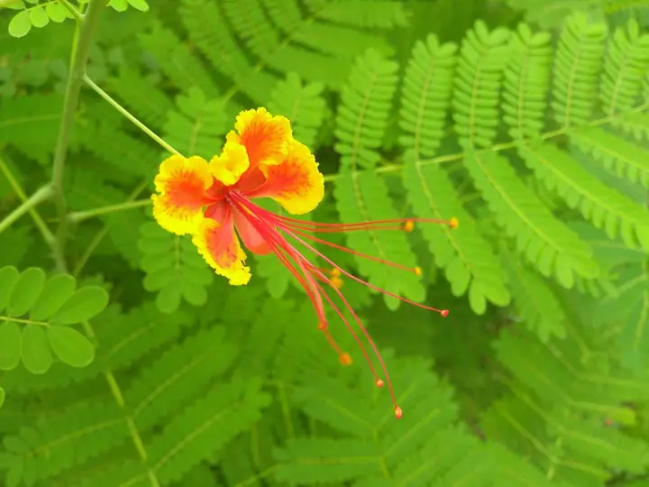 Pride of Barbados flowers