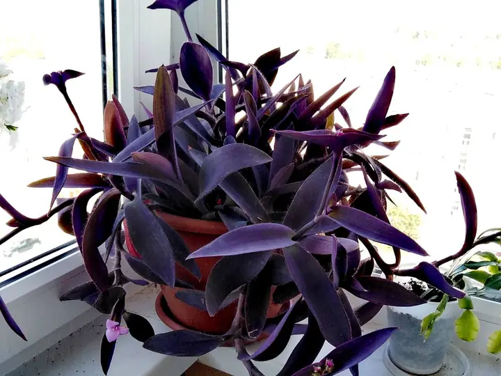 Purple heart foliage