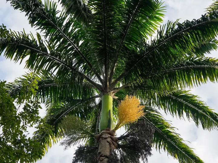 Royal palm trunks