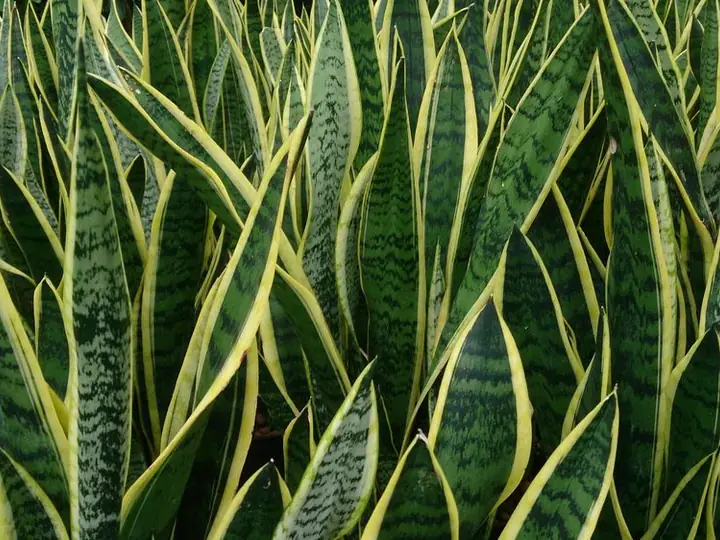 Snake plant leaves