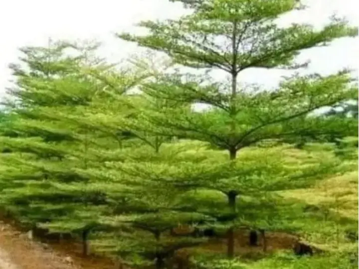 Terminalia mantaly umbrella tree