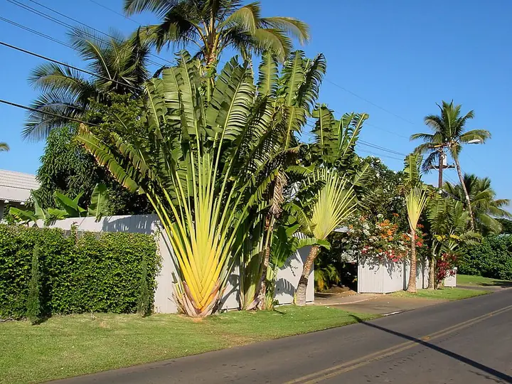 Traveller's palm fan