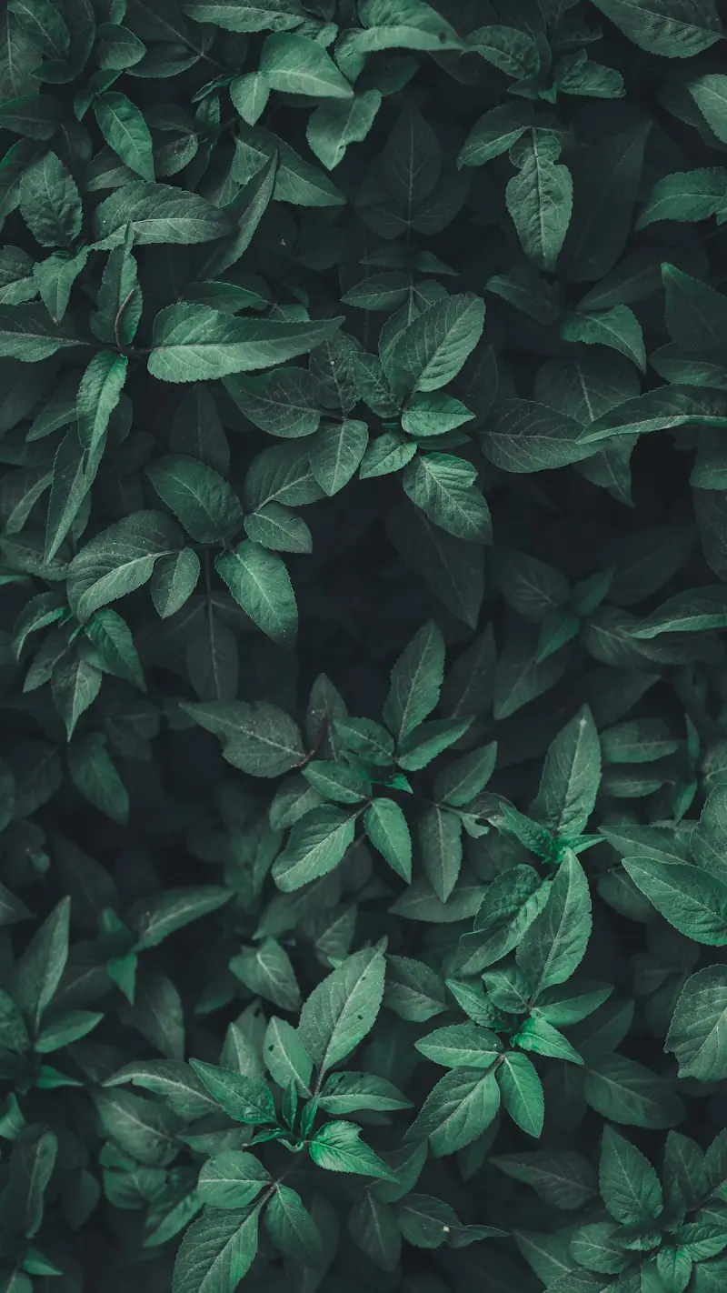 Dense, glossy tropical foliage