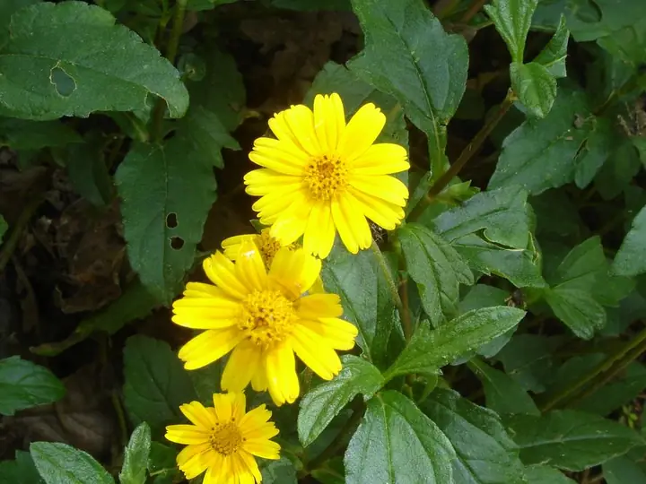 Yellow wedelia groundcover